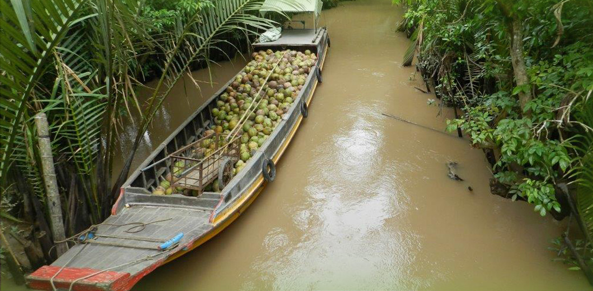 NOCE DI COCCO E PRODOTTI DERIVATI